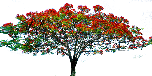 13 Oct 2014 - Tree With Flowers Png (512x256)
