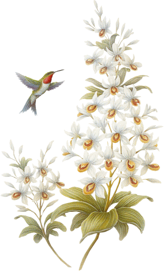 Flores Delicadas Beija Flor - Bonne Fete Des Meres (333x550)