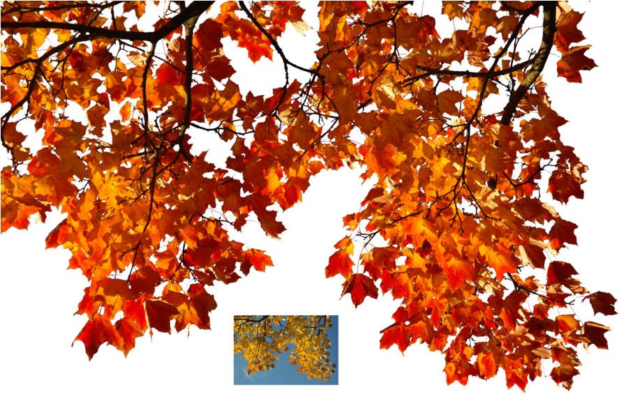 Autumn Leaves 1 Stock By Astoko On Deviantart - Autumn Leaves 1 Stock By Astoko On Deviantart (900x576)