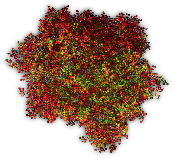728k Autumn Jrl8 - Red Tree Png Top (632x558)
