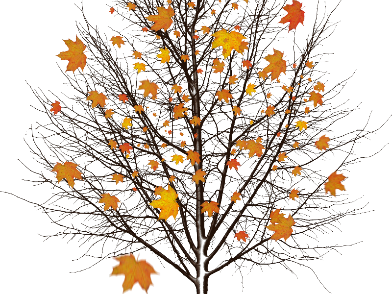 Autumn Tree With Leaves Isolated Object Png - Oprint Tree In The Snow Shower Curtains O 48x72inch (800x600)