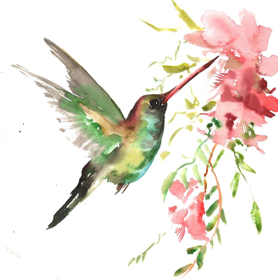 Watercolor Bird - Watercolor Art Hummingbird (564x567)