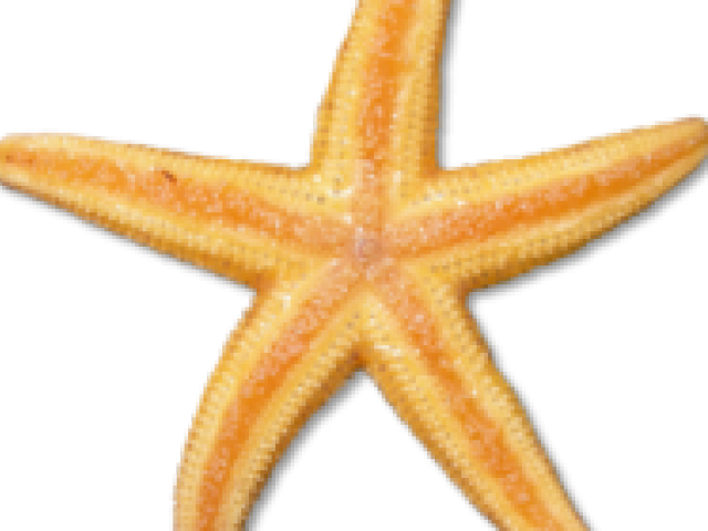 Free Starfish Clipart - Clip Art (640x480)
