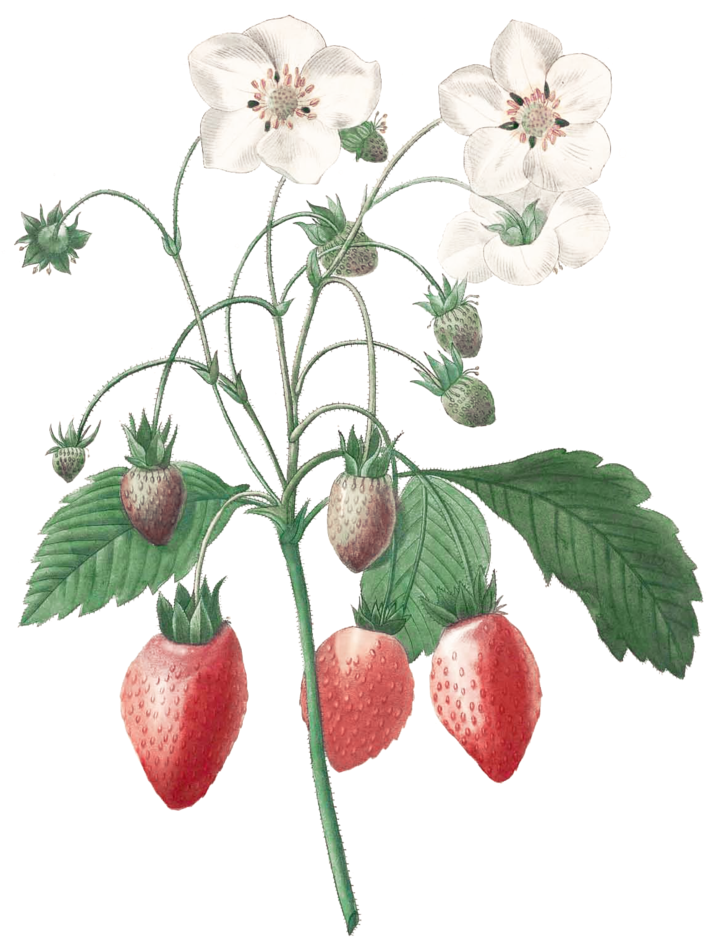 Strawberry Botanical Illustration (786x1024)