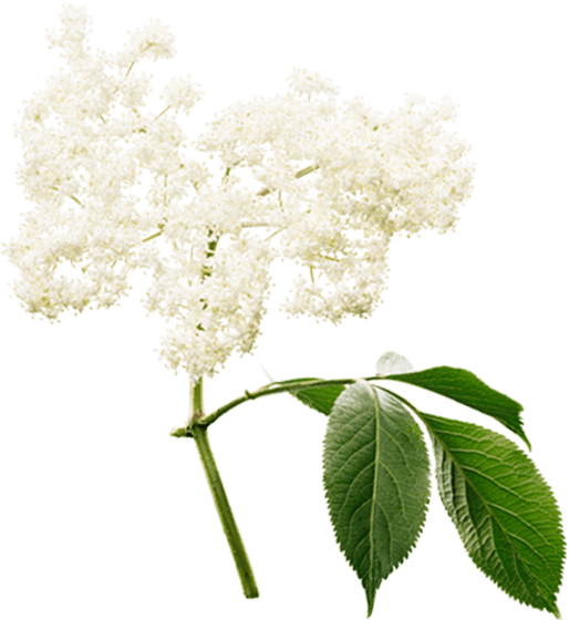 Sambucus Nigra - Valerian (514x560)