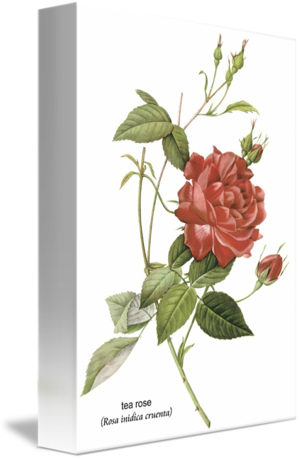Floral Tarot Deck (422x650)