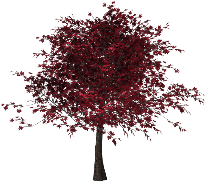 Tree, Autumn, Leaves, Red Leaves, Digital Art, Isolated - Red Leaves Tree Png (960x720)