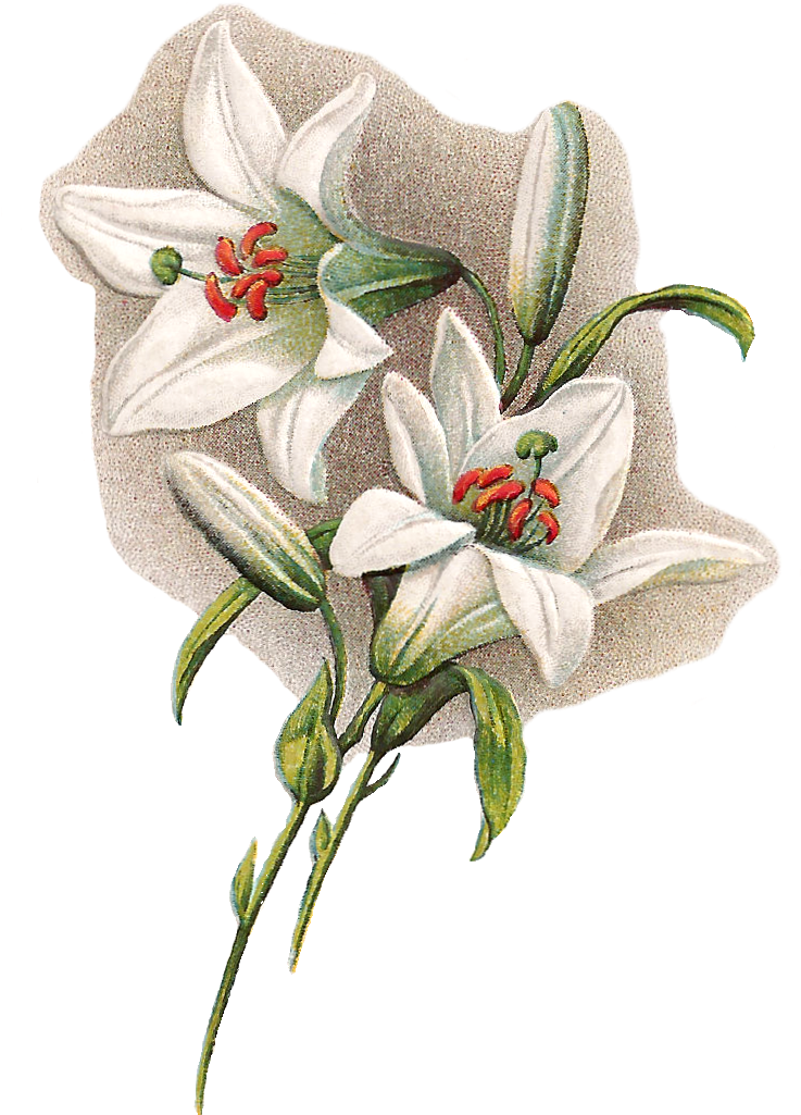 Clip Arts Related To - Easter Lilies With Transparent Background (847x1220)