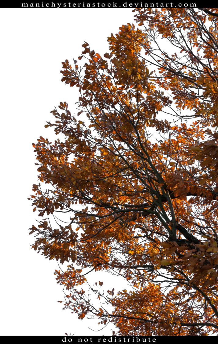 White Oak Tree Willow Oak Oak Tree Foliage Autumn Cut - Oak (713x1121)
