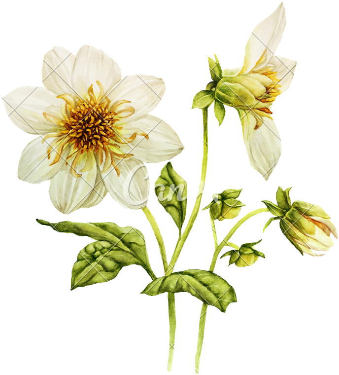 White Dahlia Flower Watercolor Illustration - White Dahlia Flower Watercolor Illustration (714x800)