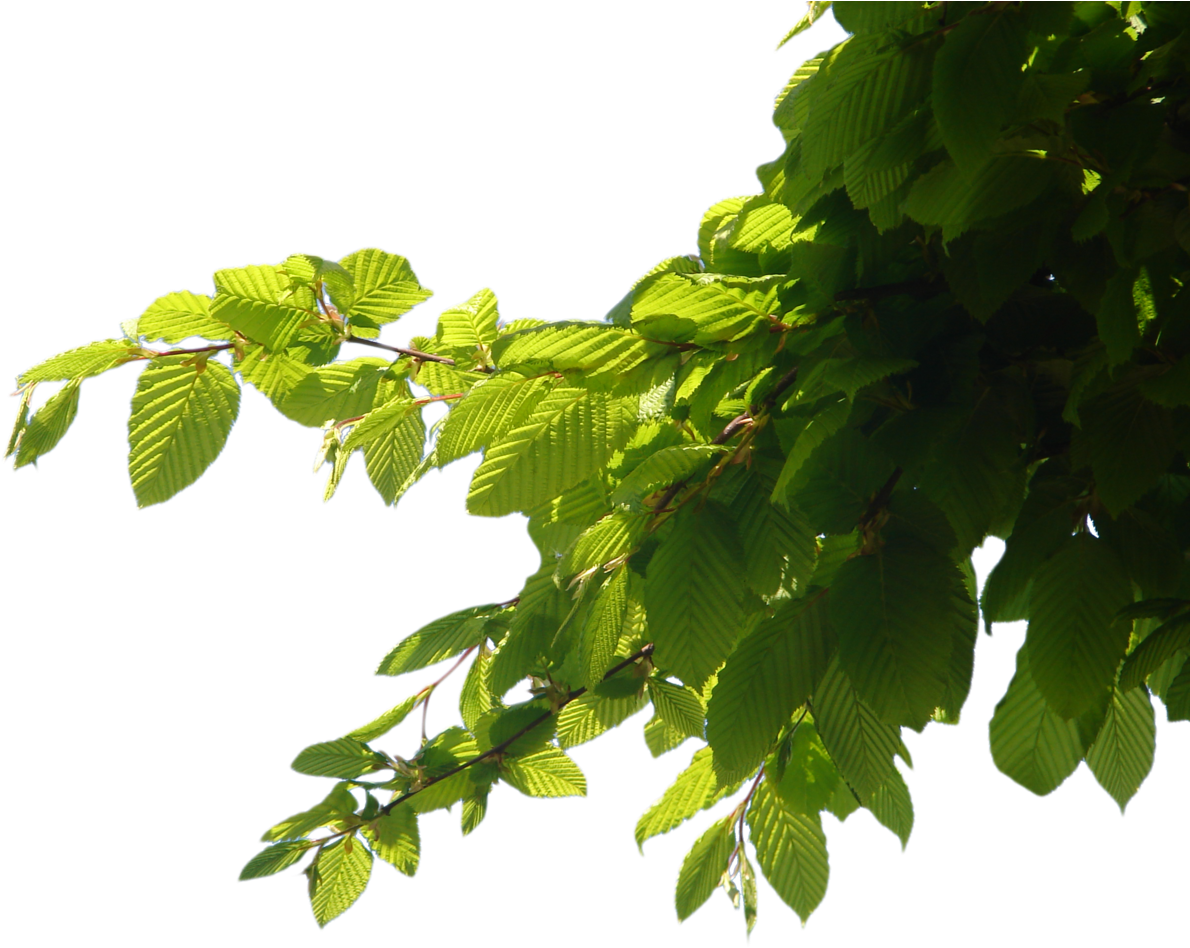 Tree Corner Png By Suicideomen Tree Corner Png By Suicideomen - Tree Branch Png (1280x960)