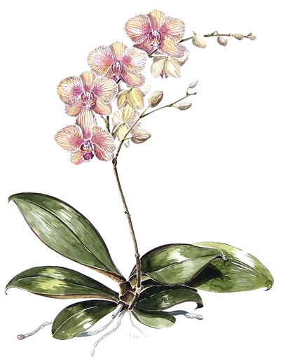 Moth Orchids Drawing Botanical Illustration Watercolor - Orchid Botanical Illustration (450x600)