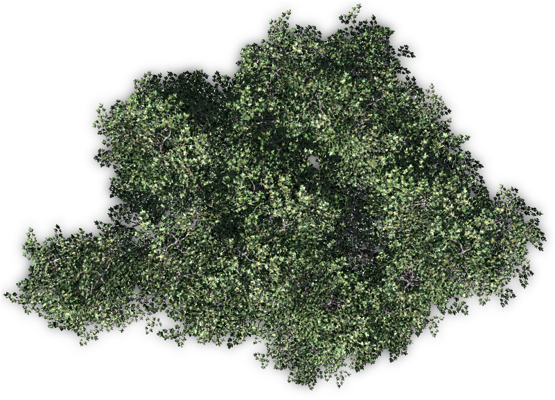 24 Mar 2009 - Tieguanyin (800x600)