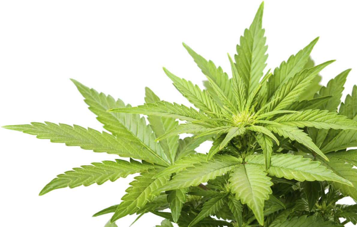 As With Any Fresh Produce, There Are Two Concerns When - Cannabis Png (1200x796)