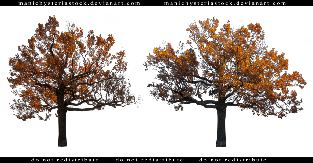 Autumn Oak Tree Cut Out By Manichysteriastock - Oak (1024x535)