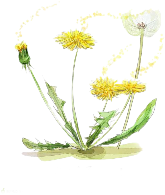 Watercolor Painting Drawing Illustration - Drawing (658x724)