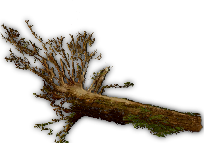 Transparent Log Wood Tree Pictures To Pin On Pinterest - Dundjinni Trees (696x487)
