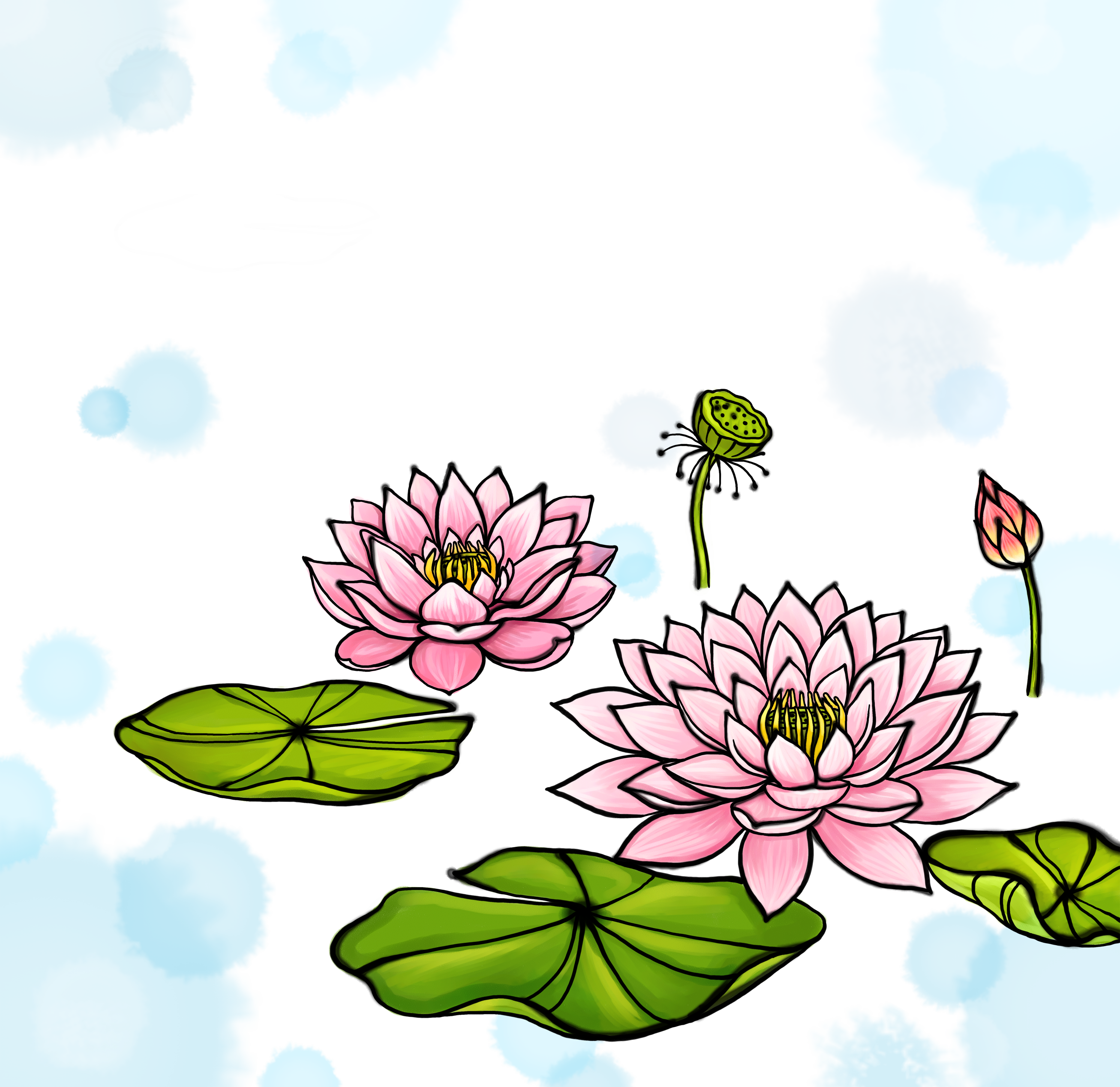 Nelumbo Nucifera Watercolor Painting Illustration - Sacred Lotus (3780x3667)