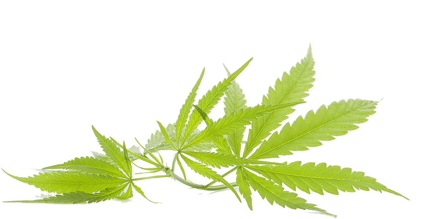 Cannabis Marijuana Leaf - L'reve Pearl Infused Salt Scrub And Deluxe Shae Body (1024x683)