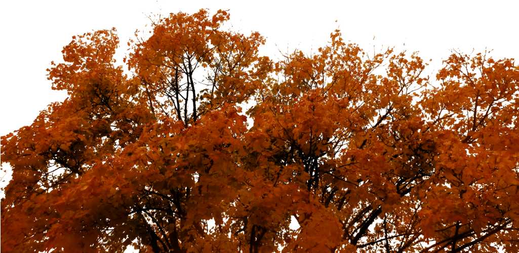 762 Autumn Tree Cutout 01 By Tigers-stock - Autumn (1024x768)