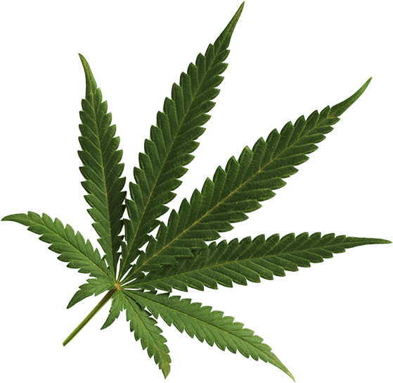 Marijuana Leaf Denver - Marijuana Leaf Transparent Background (600x630)