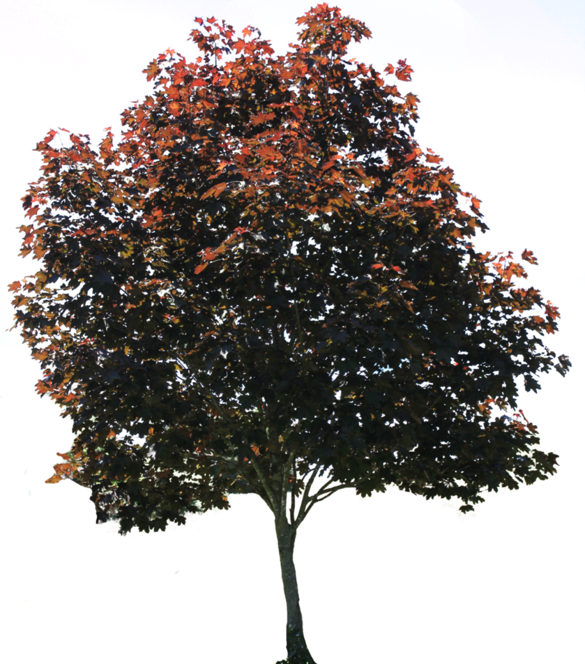 Red Fall Tree Png Image - Tree Photoshop Png (839x952)