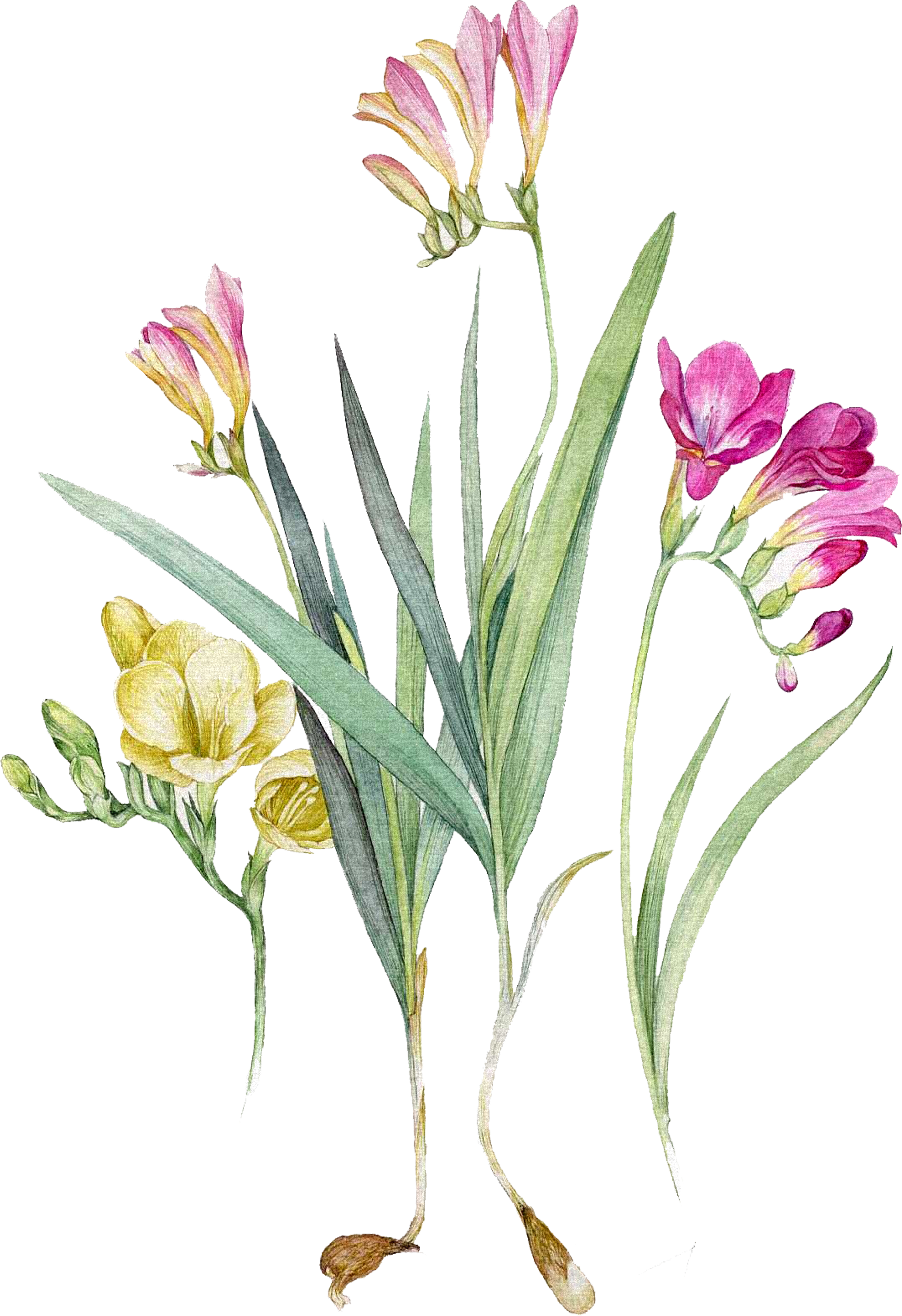Watercolour Flowers Watercolor Painting Botanical Illustration - Freesia Watercolor Png (3073x4477)