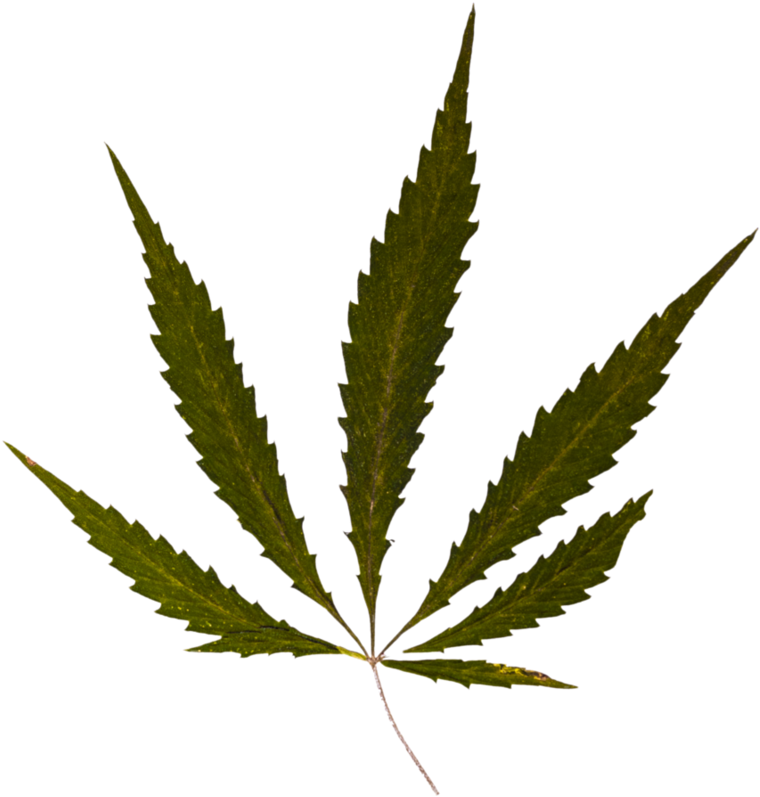 Weed Psd By Barlogpl On Deviantart - Cannabis Symbol (802x997)
