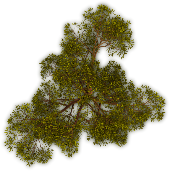 Could Be A Tree In Autumn - Dundjinni Tree Png (575x580)