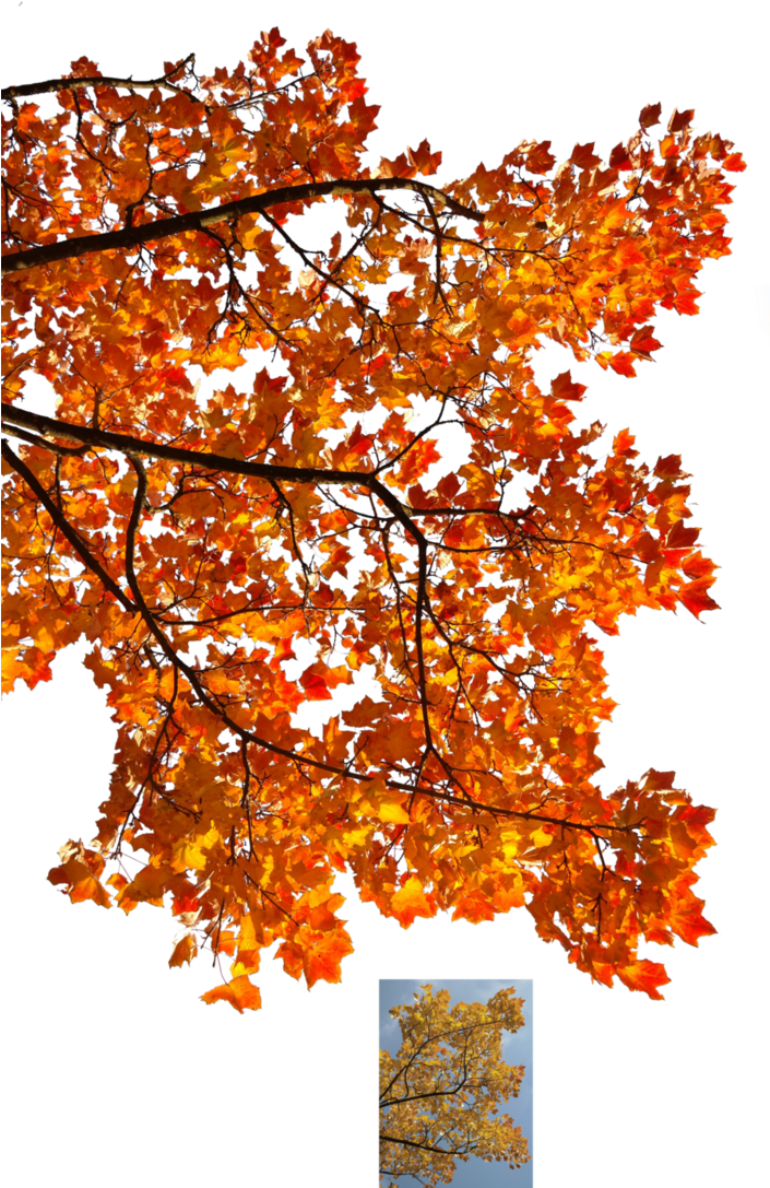 Autumn Leaves 3 Stock By Astoko - Autum Branch Tree Png (704x1136)