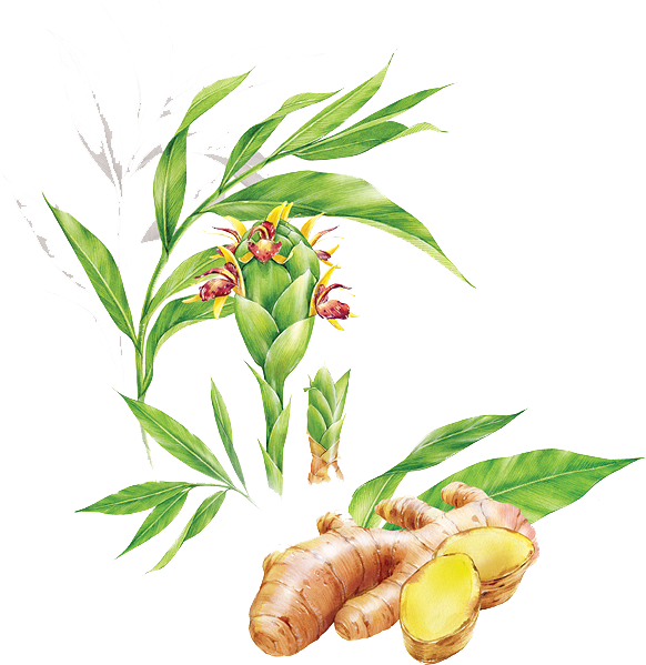 Ginger Tea Food Illustration - Ginger (600x644)
