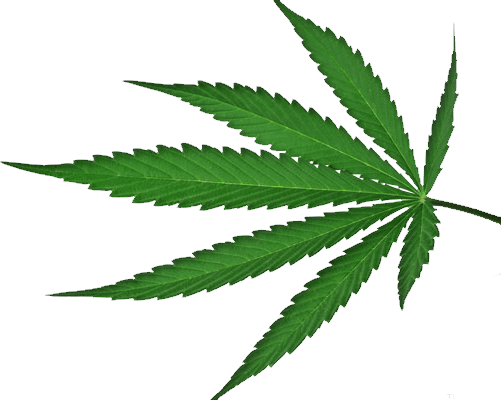 Weed - Cannabis Png (501x400)