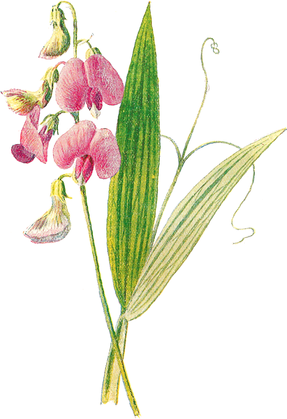 Flower Illustration Digital Wildflower Image - Botanical Illustration Wildflowers Frame (1155x1600)