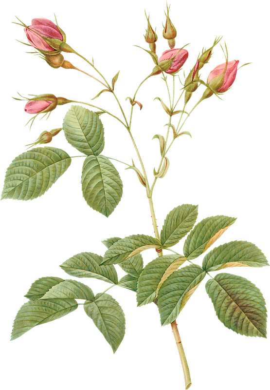 Flora - Easter Collage Shower Curtain (555x800)