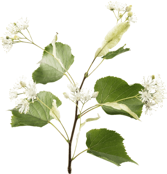 Relaxation In Bloom - Guelder Rose (538x560)