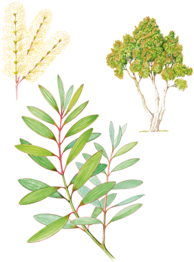 Niaouli - Hazel Alder (500x388)