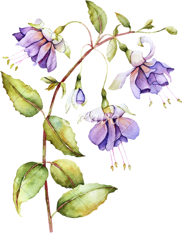 Watercolor Illustration With Fuchsia Flower - Фуксия Акварель (626x800)