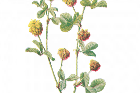 Hop Clipart Botanical Illustration - Botanical Flower Png (450x300)