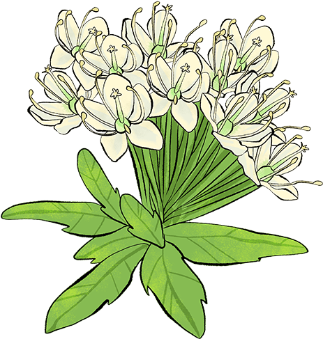 Labrador Tea - Design (600x600)
