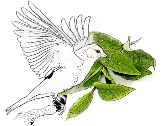 Due To Its History And Wealth, Passing Through The - Wood Thrush (600x509)