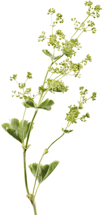 Etymology - Extract (355x740)