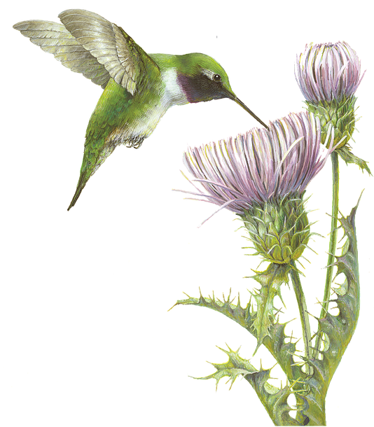 A Sip Of Spring, Black-chinned Hummingbird And Mojave - Ruby-throated Hummingbird (533x631)