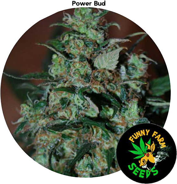 Power Bud 3 Seeds For Auction - Label (600x600)