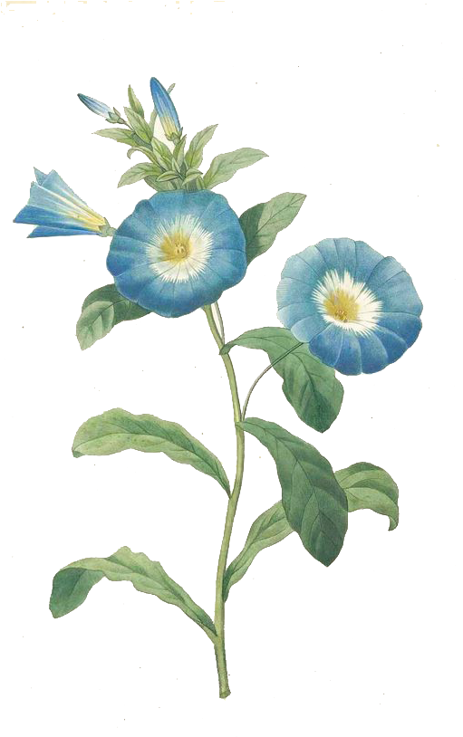 Convolvulus Tricolor Botanical Illustration Morning - Zazzle Hochwertigster Botanischer Druck Der Winde Poster (510x924)