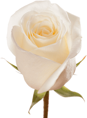 White Dove Rose Flower Guy - Floribunda (380x430)