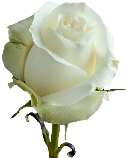 Proud Is A White Rose Large Headed Variety, That Opens - Floribunda (465x576)