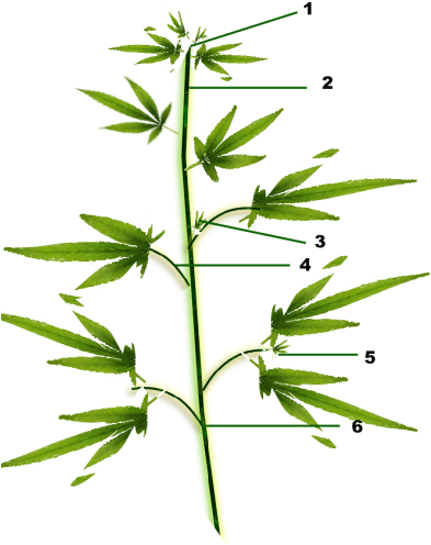 Drawn Pot Plant Nug - Monkshood (402x500)