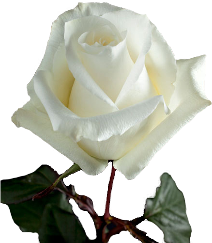 Ice Breaker Is A White Rose Large Headed Variety, That - Floribunda (465x576)