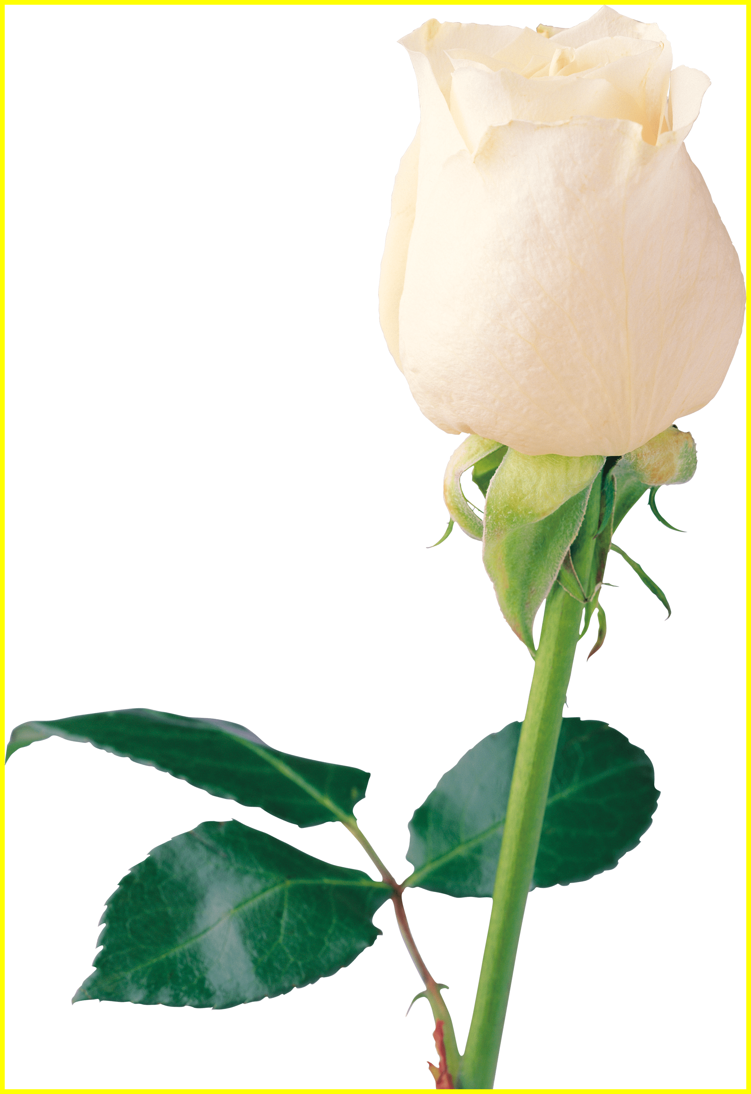 Rose Flower White Rose Like Flower Shocking White Png - White Rose Page (2414x3516)