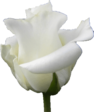 First Lady - White - Rose - First Lady Of The United States (600x450)